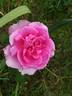 Madame Pierre Euler rose photo