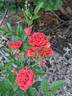 Orange Rosette rose photo
