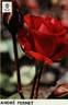 André Pernet rose photo