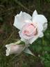 Madame J.-P. Soupert rose photo