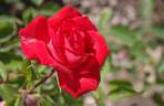 Lidka rose photo