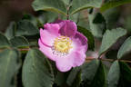 R. macrophylla rose photo
