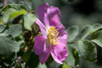 R. macrophylla rose photo