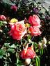 Barni rose photo