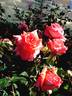 Barni rose photo