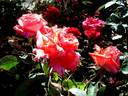 Barni rose photo