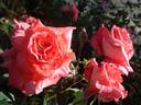 Barni rose photo
