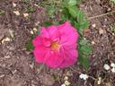 Félix Leclerc rose photo