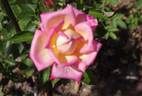 Radka rose photo