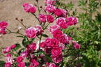 Poëma rose photo
