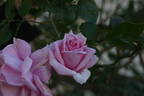 Gwen Fagan rose photo