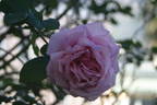 Gwen Fagan rose photo