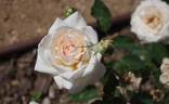 Palacky rose photo