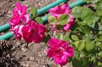 Zorka rose photo