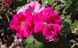Zorka rose photo