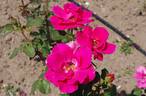 Zorka rose photo