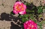 Radka rose photo