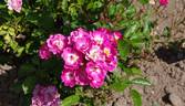 Frantisek Valásek sport rose photo