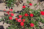 Hollandia rose photo