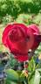 Admiral rose photo