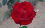Maurice Chevalier ® rose photo