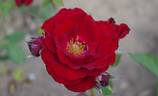 Maurice Chevalier ® rose photo