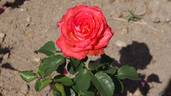 Königin der Rosen ® rose photo