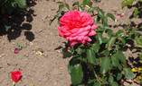 Freude rose photo