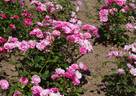Rudolf Timm rose photo
