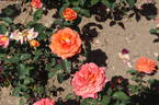 Janina ® rose photo