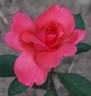 Koral'nyj Sjurpriz rose photo