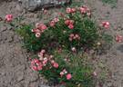 Lachs rose photo