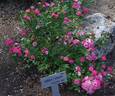 Teeny-Weeny rose photo