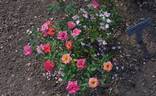 Little Woman rose photo