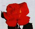 Caline rose photo