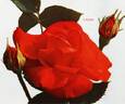 Caline rose photo