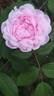 Rembrandt rose photo