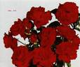Bel Ami rose photo