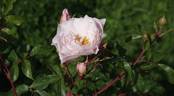 Rokoko rose photo