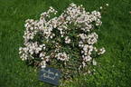 Anne-Marie de Montravel rose photo