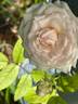 Clotilde Soupert, Cl. rose photo