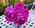 Mrs. Reynolds Hole rose photo