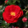 Caracho rose photo