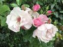 Ness rose photo