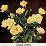 Golden Ophelia rose photo