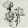 Columbia rose photo