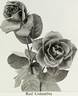 Red Columbia rose photo