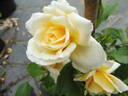 Tsarina rose photo