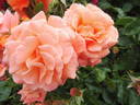 Newsflash rose photo