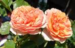 Wedding Cake rose photo